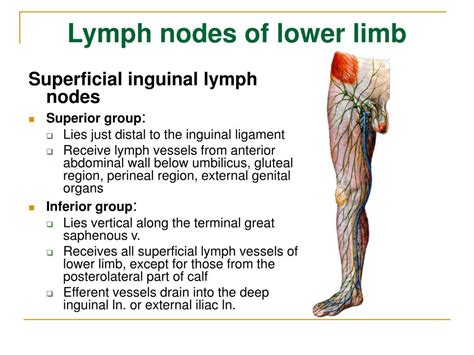 Most lymph nodes are found in the head and neck regions. . Lymph nodes in groin